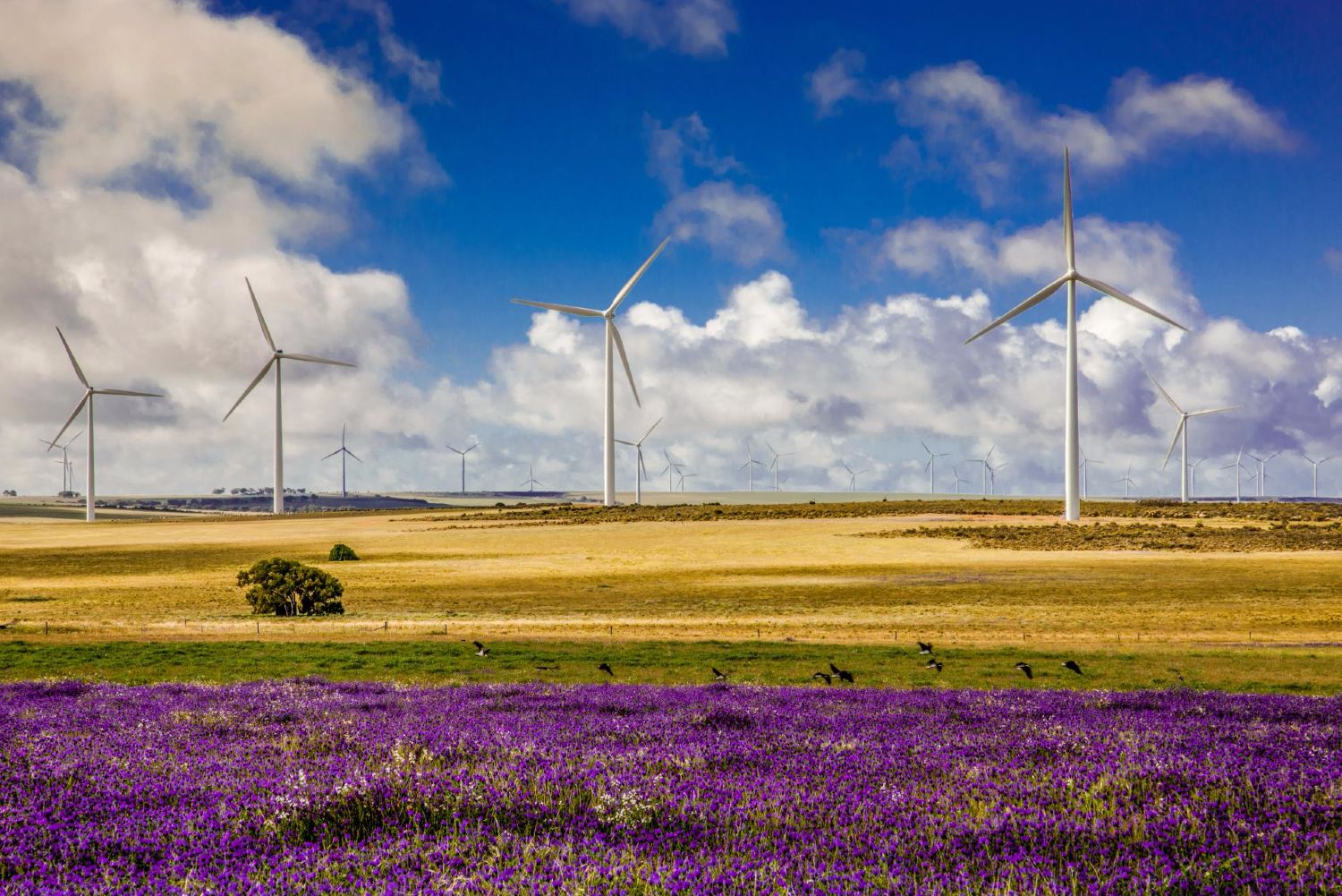 Alinta Windfarm Walkaway